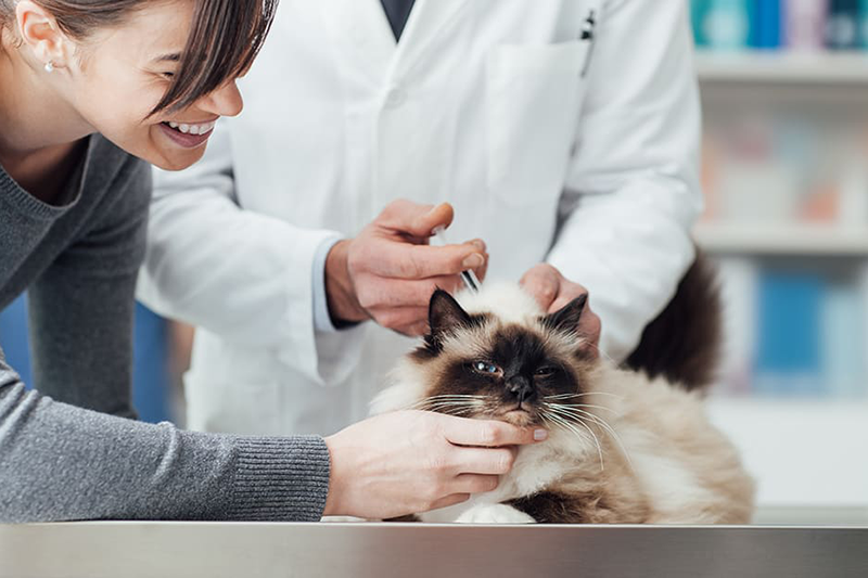 Urgences VETERINAIRES Toulouse 24h/24