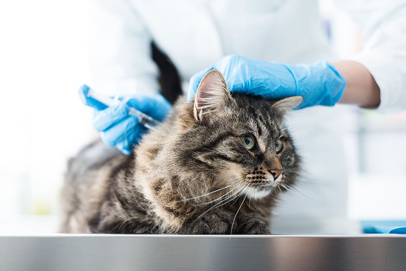Urgences VETERINAIRES Toulouse 24h/24