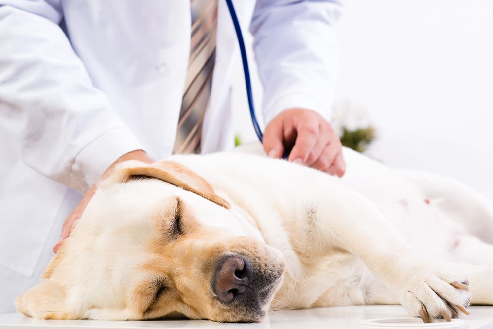 Urgences VETERINAIRES vitales